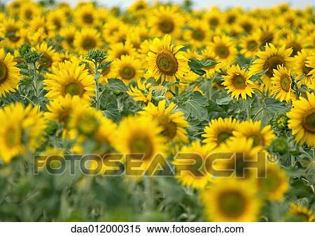 Stock Photography - Sunflowers growing in field. Fotosearch