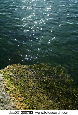 Sunlight glistening on surface of water and algae covered rock View Large Photo Image Stock Image - Sunlight glistening on surface of water and algae covered rock. Fotosearch