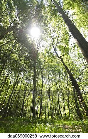 Stock Photo - Sunlight shining through forest canopy, low angle view. Fotosearch