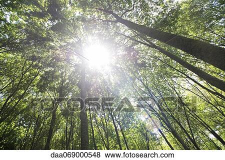 Sunlight shining through forest canopy, low angle view View Large Photo Image Stock Photo - Sunlight shining through forest canopy, low angle view. Fotosearch