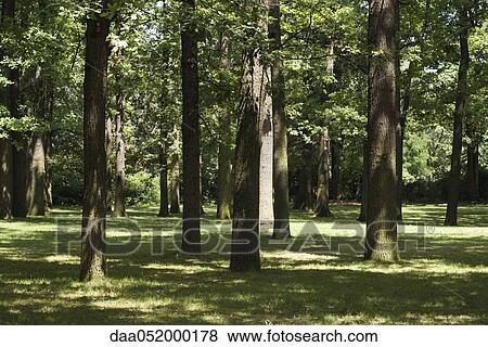 Stock Photo - Sunlight shining through trees. Fotosearch