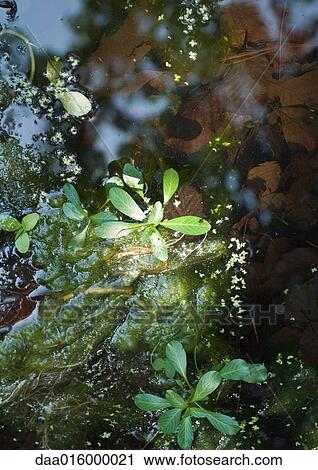 Surface of pond View Large Photo Image Stock Image - Surface of pond. Fotosearch