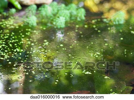 Surface of pond View Large Photo Image Stock Photograph - Surface of pond. Fotosearch