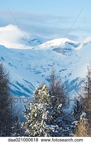 Switzerland, fir trees and snow-covered mountain landscape View Large Photo Image Stock Photo - Switzerland, fir trees and snow-covered mountain landscape. Fotosearch