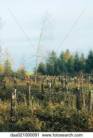 Switzerland, forest of pines undergoing reforestation View Large Photo Image Stock Image - Switzerland, forest of pines undergoing reforestation. Fotosearch