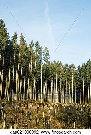Switzerland, forest of pines undergoing reforestation View Large Photo Image Stock Image - Switzerland, forest of pines undergoing reforestation. Fotosearch