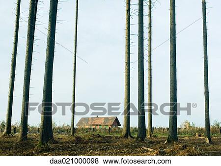 Switzerland, forest of pines undergoing reforestation, house in background View Large Photo Image Stock Photo - Switzerland, forest of pines undergoing reforestation, house in background. Fotosearch