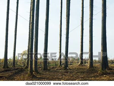 Switzerland, forest of pines undergoing reforestation View Large Photo Image Stock Photo - Switzerland, forest of pines undergoing reforestation. Fotosearch