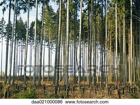 Switzerland, forest of pines undergoing reforestation View Large Photo Image Stock Photograph - Switzerland, forest of pines undergoing reforestation. Fotosearch