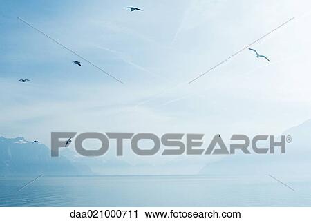Stock Image - Switzerland, gulls flying over Lake Geneva. Fotosearch