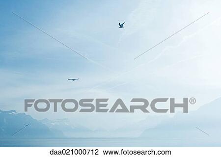 Switzerland, gulls flying over Lake Geneva View Large Photo Image Stock Image - Switzerland, gulls flying over Lake Geneva. Fotosearch