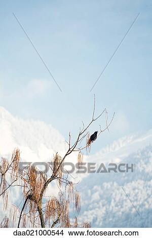 Switzerland, mountainous landscape, crow perched on bare branches in foreground View Large Photo Image Picture - Switzerland, mountainous landscape, crow perched on bare branches in foreground. Fotosearch