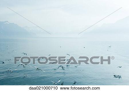 Switzerland, seagulls flying over surface of Lake Geneva View Large Photo Image Stock Image - Switzerland, seagulls flying over surface of Lake Geneva. Fotosearch