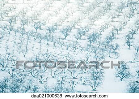 Switzerland, snow-covered orchards, full frame View Large Photo Image Stock Photo - Switzerland, snow-covered orchards, full frame. Fotosearch