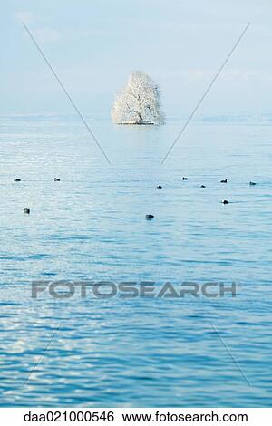 Switzerland, snow-covered tree in middle of lake View Large Photo Image Stock Photograph - Switzerland, snow-covered tree in middle of lake. Fotosearch