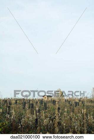 Switzerland, stakes in ground for reforestation View Large Photo Image Stock Image - Switzerland, stakes in ground for reforestation. Fotosearch