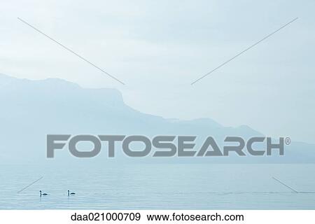 Stock Photo - Switzerland, swans on Lake Geneva. Fotosearch