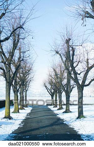 Stock Image - Switzerland, tree-lined road leading to lake. Fotosearch