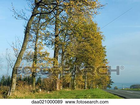 Switzerland, trees and road View Large Photo Image Stock Photo - Switzerland, trees and road. Fotosearch