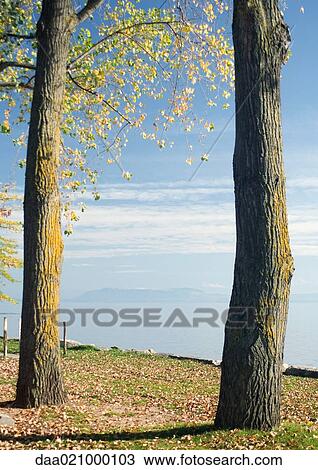 Stock Image - Switzerland, trees overlooking lake. Fotosearch