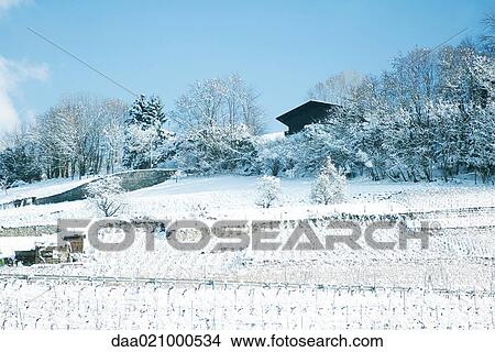 Switzerland, Vaud canton, vineyards and chalet in snow View Large Photo Image Picture - Switzerland, Vaud canton, vineyards and chalet in snow. Fotosearch