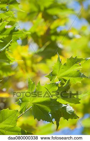 Stock Photo - Sycamore foliage, close-up. Fotosearch