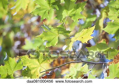 Stock Photograph - Sycamore foliage, full frame. Fotosearch
