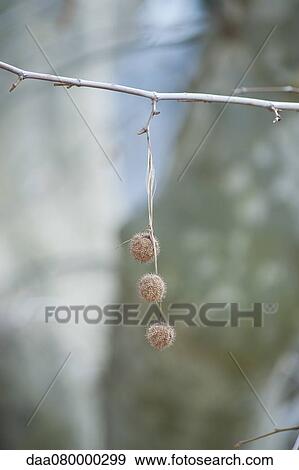 Sycamore seed pods hanging from branch View Large Photo Image Stock Photo - Sycamore seed pods hanging from branch. Fotosearch