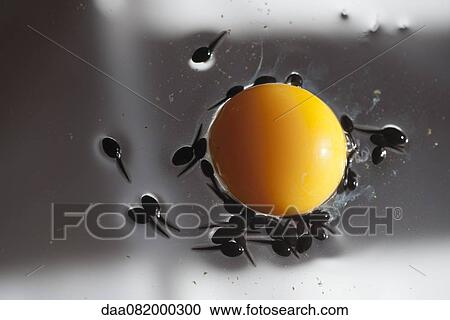 Tadpoles feeding off egg yolk, directly above View Large Photo Image Stock Image - Tadpoles feeding off egg yolk, directly above. Fotosearch
