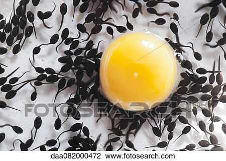 Tadpoles feeding off egg yolk, directly above View Large Photo Image Stock Image - Tadpoles feeding off egg yolk, directly above. Fotosearch