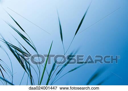 Stock Photo - Tall grass against blue sky. Fotosearch