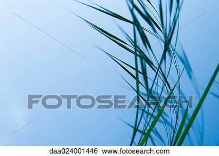 Tall grass against blue sky View Large Photo Image Stock Photograph - Tall grass against blue sky. Fotosearch