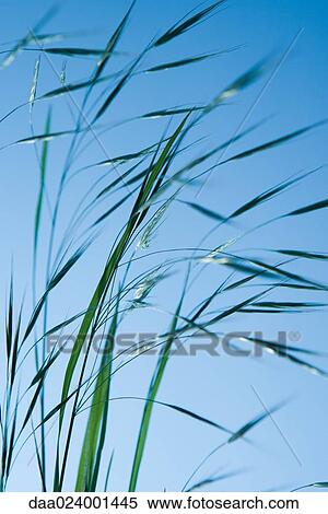 Stock Photography - Tall grass against blue sky. Fotosearch
