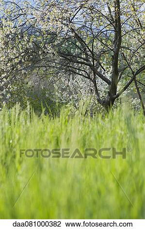 Tall grass and apple tree in meadow View Large Photo Image Stock Image - Tall grass and apple tree in meadow. Fotosearch