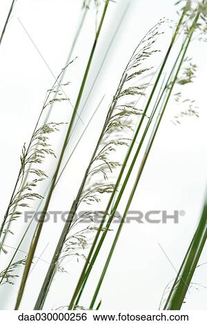 Tall grass, close-up View Large Photo Image Stock Photograph - Tall grass, close-up. Fotosearch