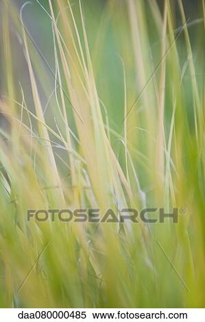 Stock Photography - Tall grass, close-up. Fotosearch