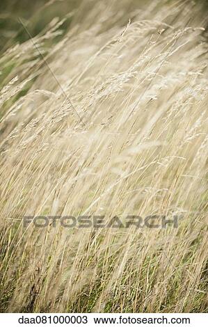 Stock Image - Tall grass, full frame. Fotosearch
