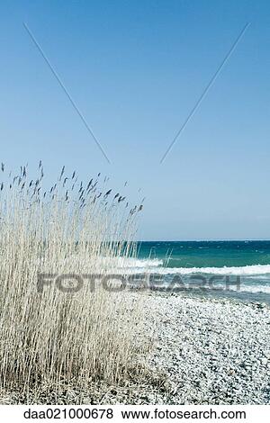 Tall grass growing on lake shore, waves in background View Large Photo Image Stock Photo - Tall grass growing on lake shore, waves in background. Fotosearch