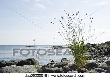 Stock Image - Tall grass growing on rocky shore. Fotosearch