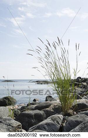Tall grass growing on rocky shore View Large Photo Image Stock Image - Tall grass growing on rocky shore. Fotosearch