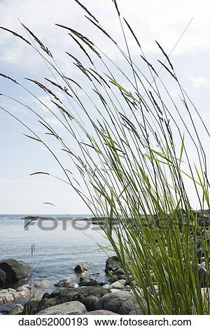 Tall grass growing on rocky shore View Large Photo Image Stock Image - Tall grass growing on rocky shore. Fotosearch