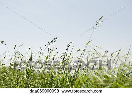 Tall grass in wind View Large Photo Image Stock Photo - Tall grass in wind. Fotosearch