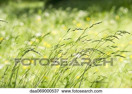 Tall grass in wind View Large Photo Image Stock Photo - Tall grass in wind. Fotosearch