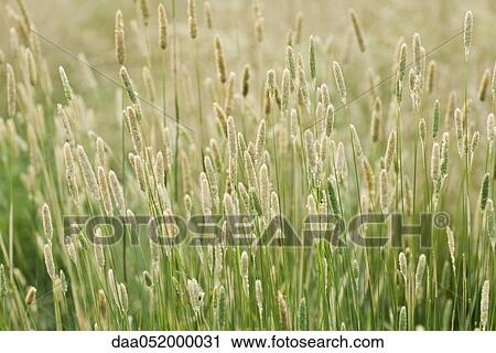 Tall grass View Large Photo Image Stock Image - Tall grass. Fotosearch