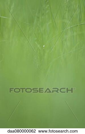 Tall grass View Large Photo Image Stock Image - Tall grass. Fotosearch