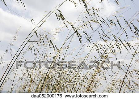 Tall grass View Large Photo Image Stock Photograph - Tall grass. Fotosearch