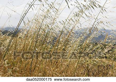 Tall grass View Large Photo Image Stock Photography - Tall grass. Fotosearch