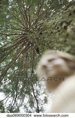 Tall tree, low angle view View Large Photo Image Picture - Tall tree, low angle view. Fotosearch