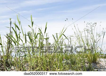 Tall weeds against blue sky View Large Photo Image Stock Photo - Tall weeds against blue sky. Fotosearch