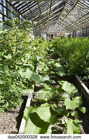 Taro plants growing in greenhouse planter View Large Photo Image Stock Photo - Taro plants growing in greenhouse planter. Fotosearch